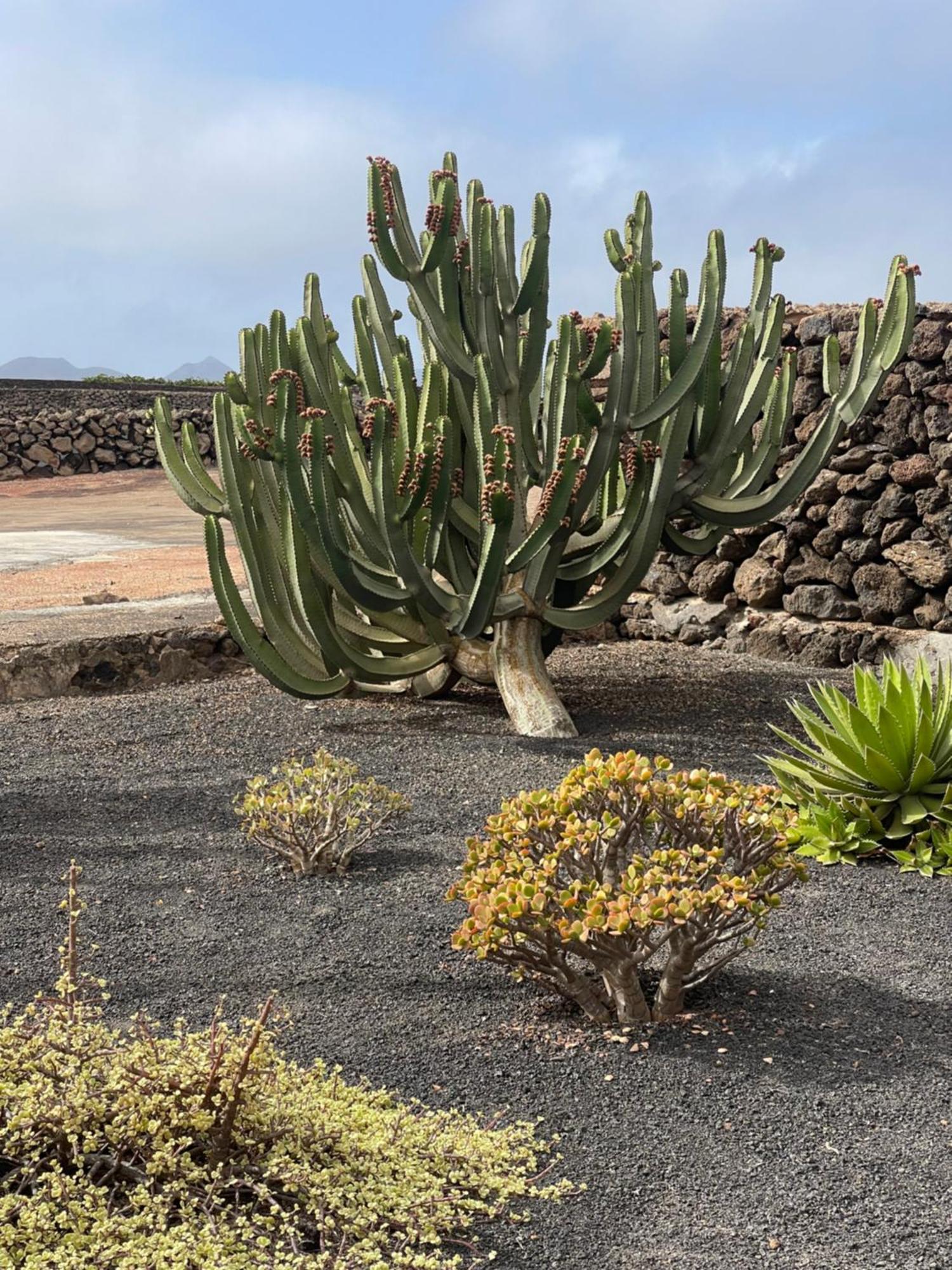 Villa Timanfaya 蒂纳霍 外观 照片