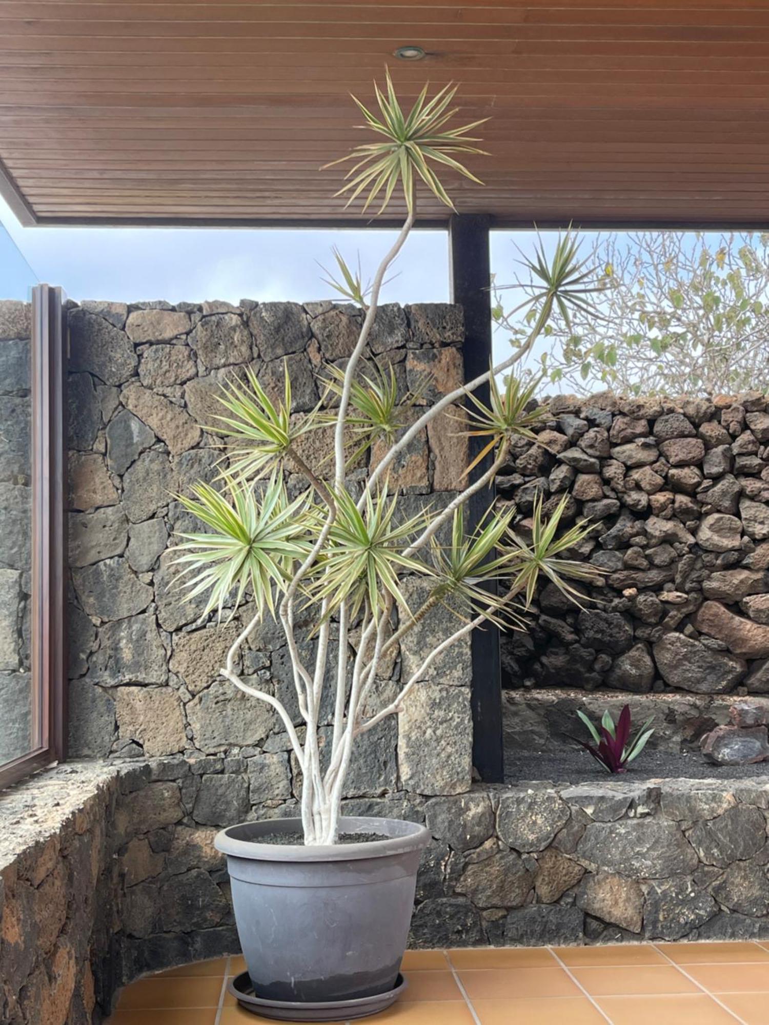 Villa Timanfaya 蒂纳霍 外观 照片